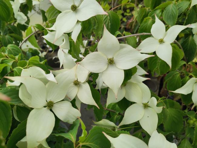 Cornus kousa 'Summer Stars'