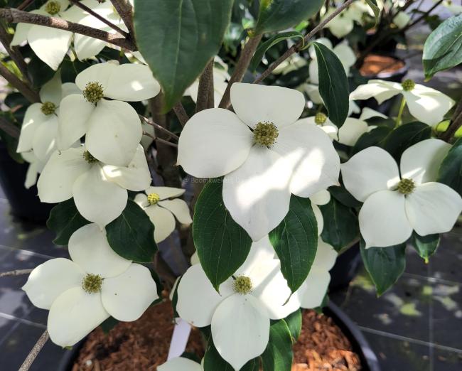 Cornus kousa 'Teutonia'