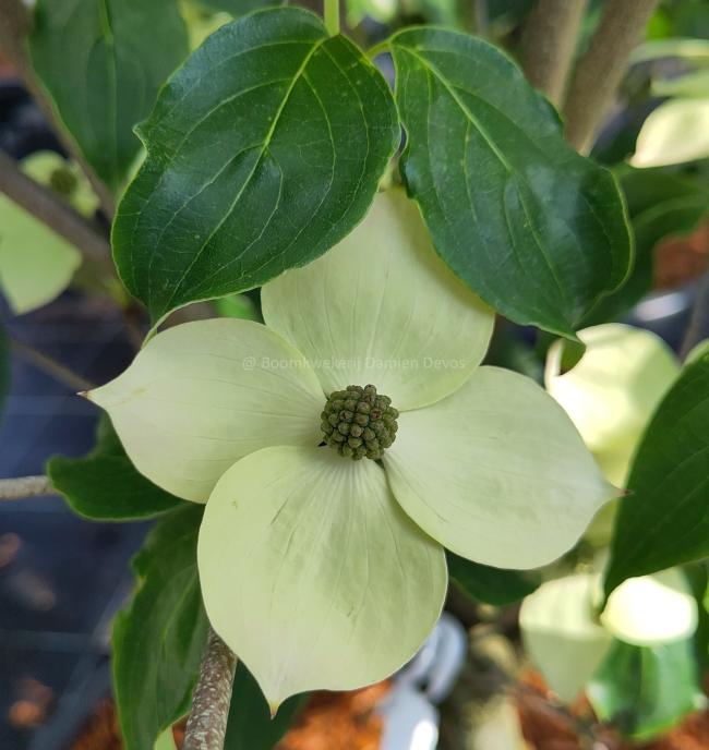 Cornus kousa 'Teutonia'