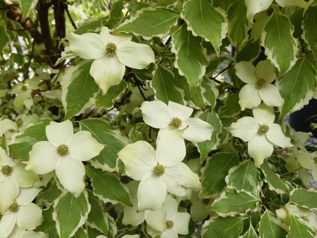 Cornus kousa 'Wolf Eyes'
