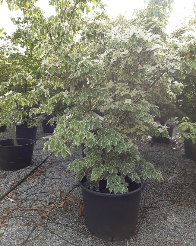 Cornus kousa 'Wolf Eyes'
