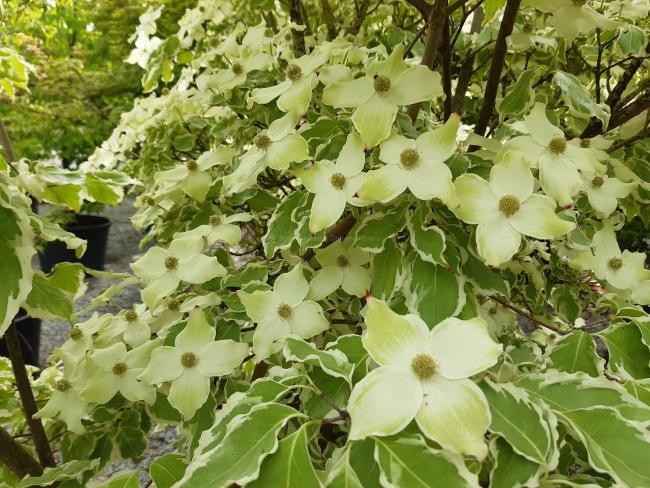 Cornus kousa 'Wolf Eyes'