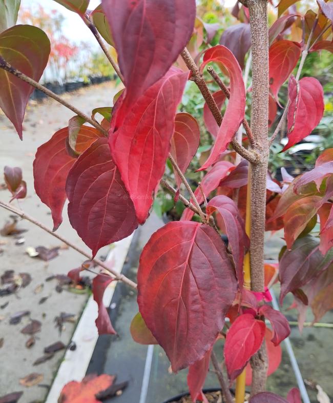 Cornus kousa 'Wisley Queen'