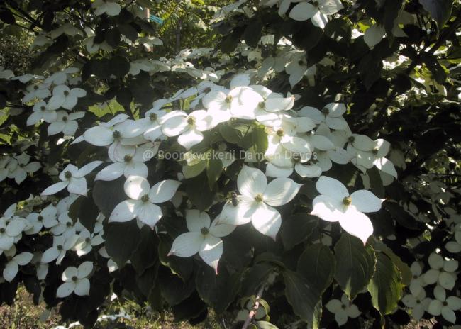 Cornus kousa 'Wieting's Select'