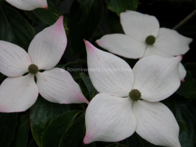 Cornus kousa 'Wieting's Select'