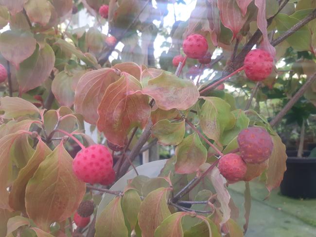 Cornus kousa 'Wieting's Select'