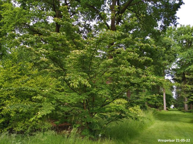Cornus kousa 'Wieting's Select'