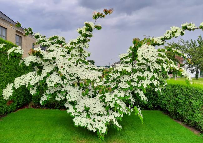 Cornus kousa 'Wieting's Select'