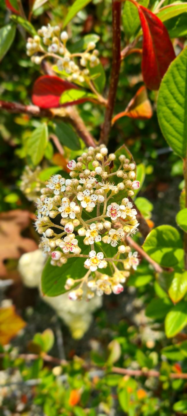 Cotoneaster lacteus