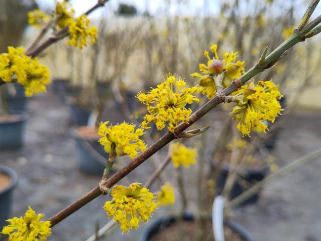 Cornus mas