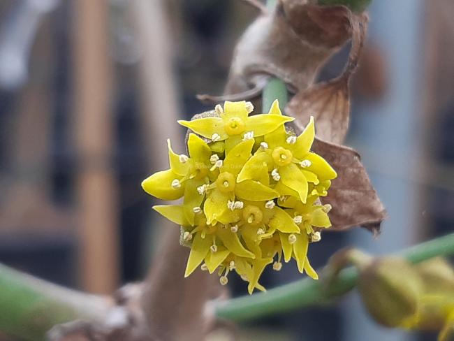 Cornus mas 'Jolico'
