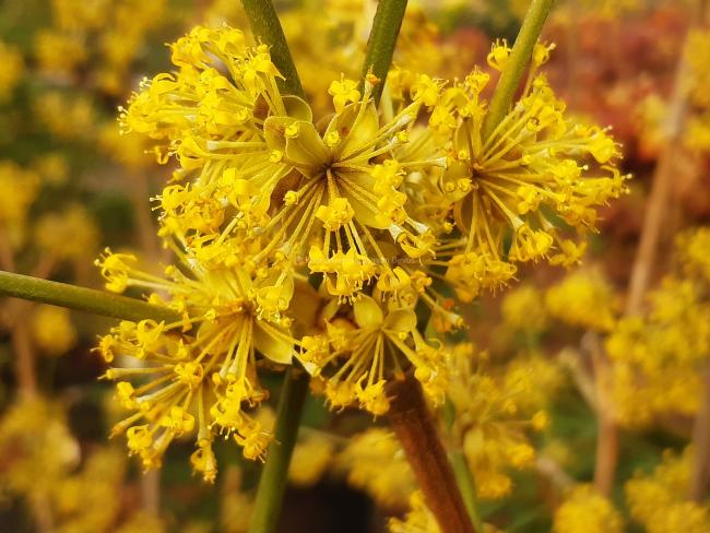 Cornus mas 'Kasanlak'