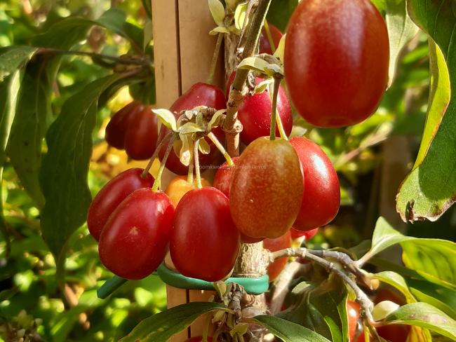 Cornus mas 'Kasanlak'