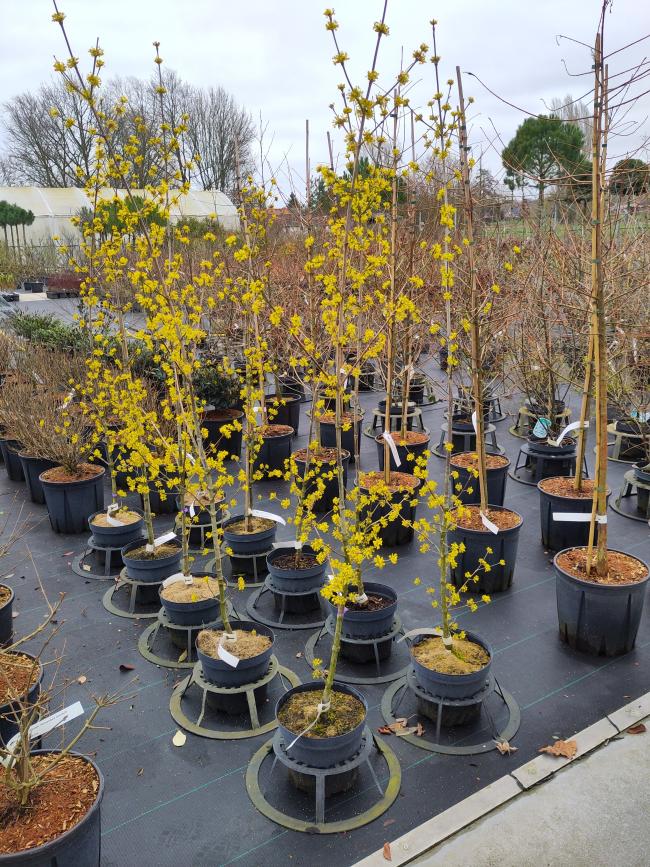 Cornus mas 'Kasanlak'