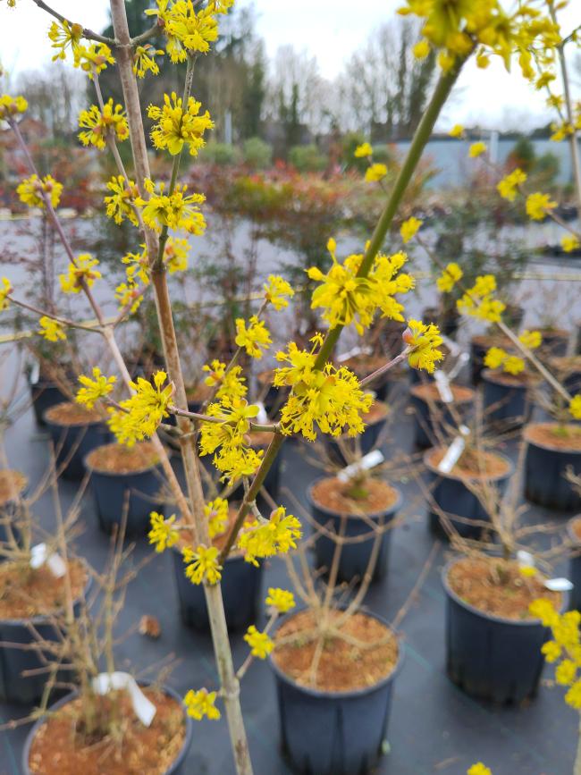 Cornus mas 'Kasanlak'