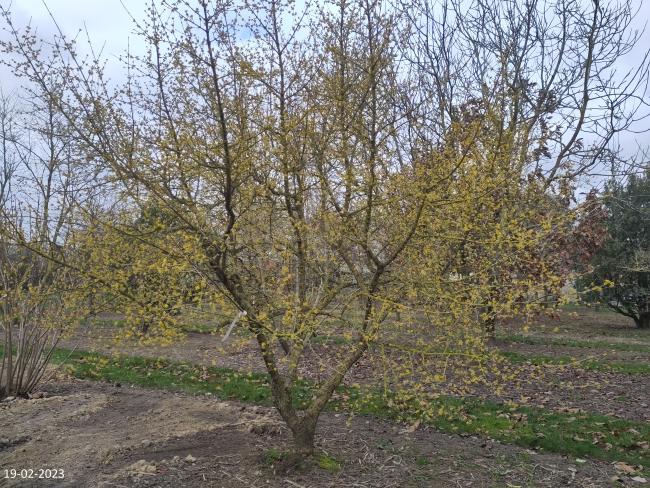 Cornus mas 'Tricolor'