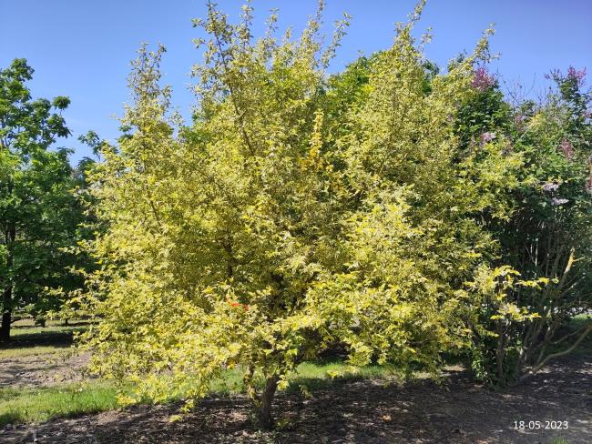 Cornus mas 'Tricolor'