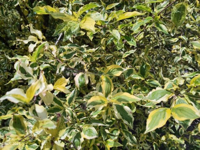 Cornus mas 'Tricolor'