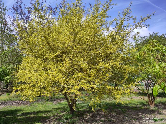Cornus mas 'Tricolor'