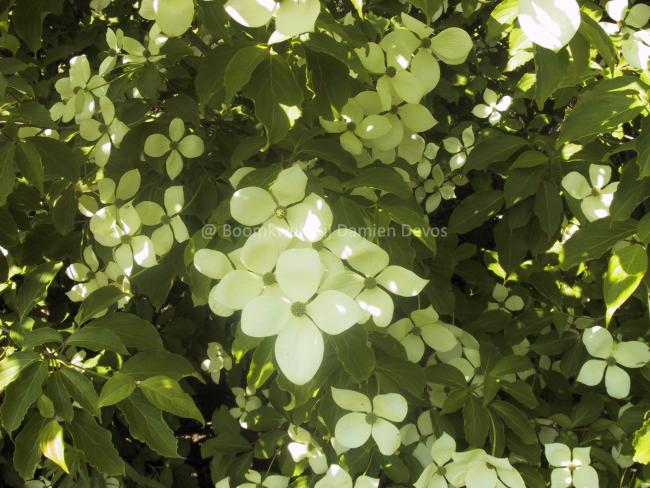 Cornus 'Norman Hadden'