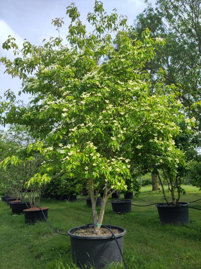 Cornus 'Norman Hadden'