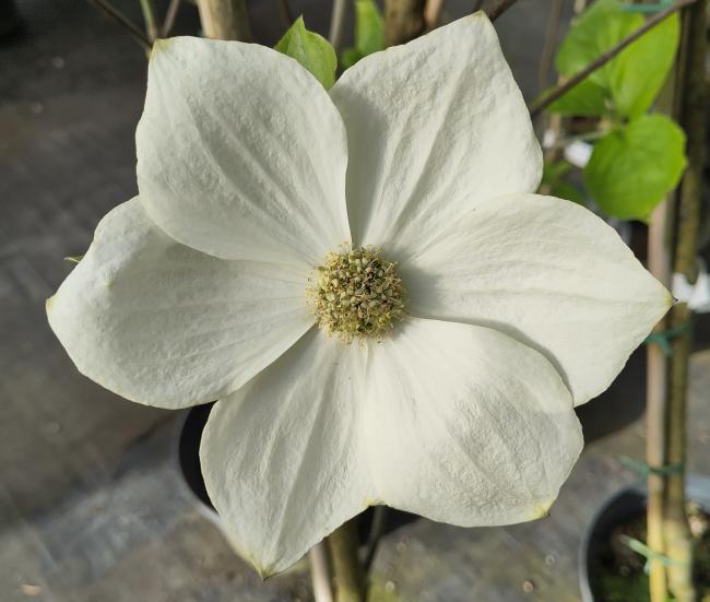 Cornus nuttallii 'Monarch'