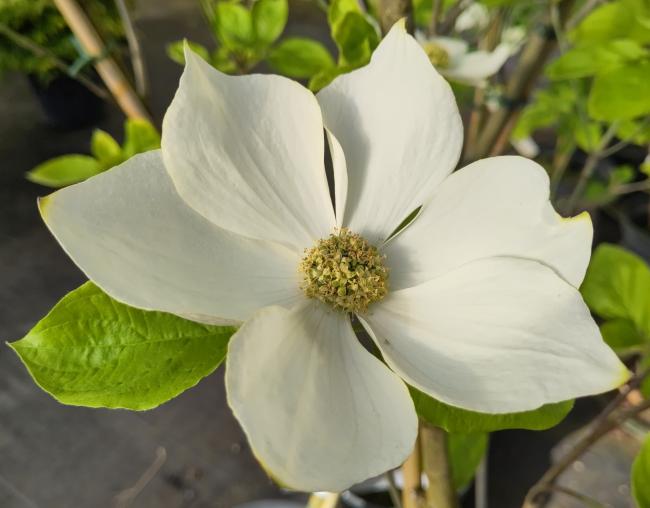 Cornus nuttallii 'Monarch'