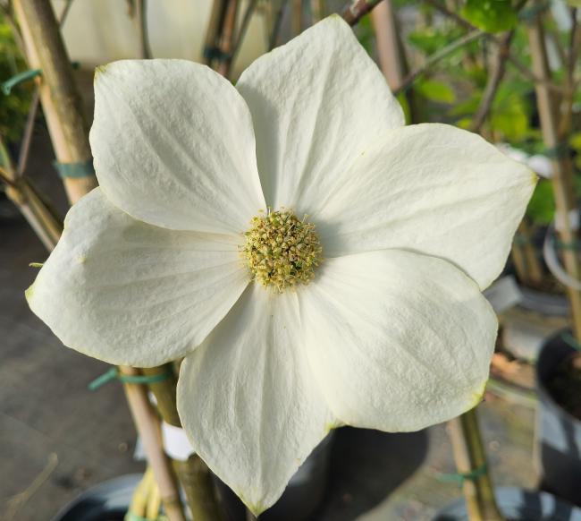 Cornus nuttallii 'Monarch'