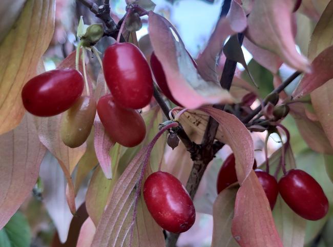 Cornus officinalis