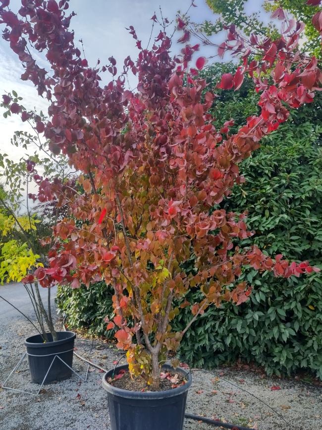 Cornus officinalis