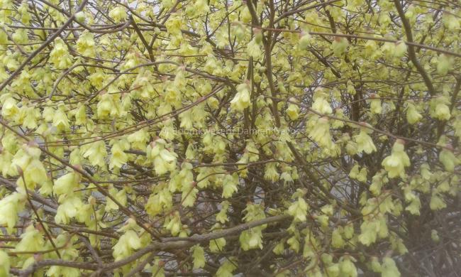 Corylopsis pauciflora