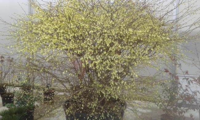 Corylopsis pauciflora