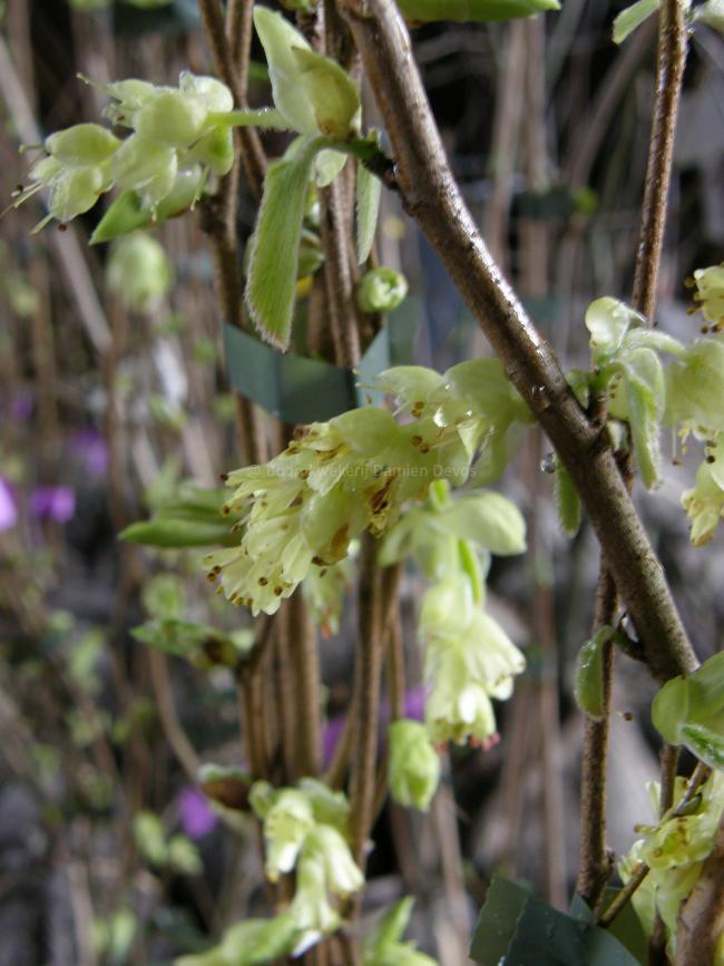 Corylopsis pauciflora