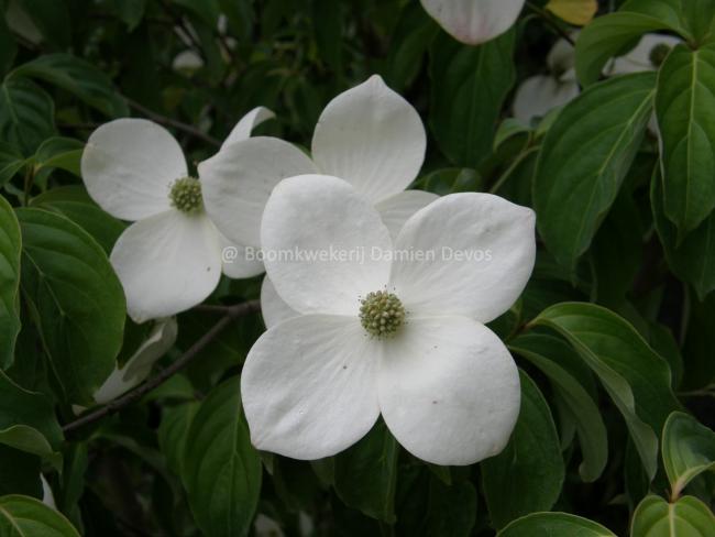 Cornus 'Porlock'
