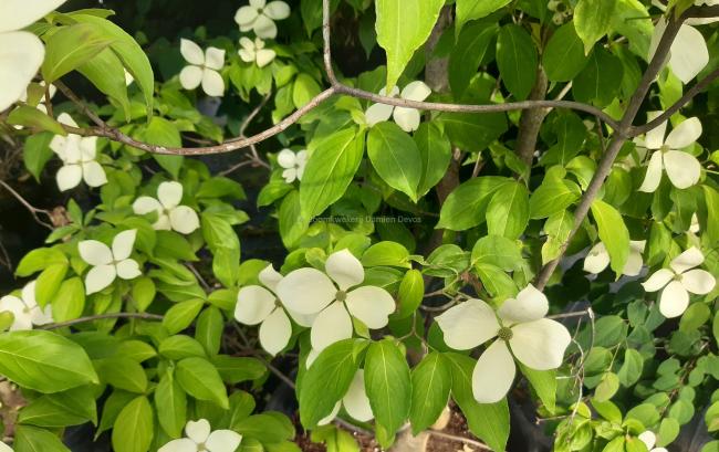 Cornus 'Porlock'