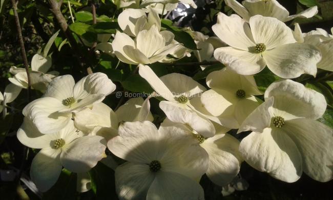 Cornus rutgersensis 'Aurora' (C. 'Rutban')