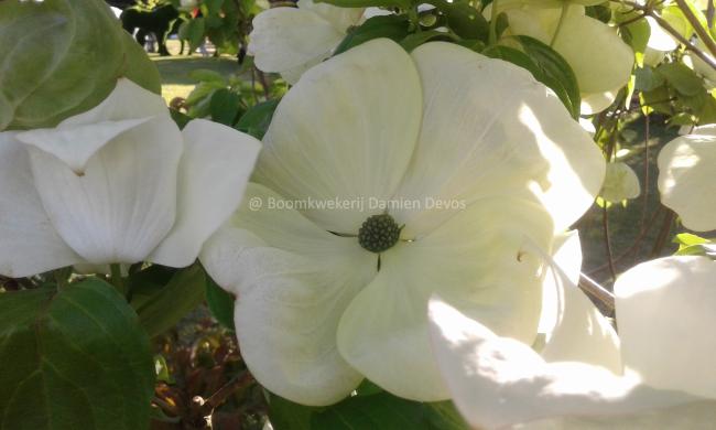 Cornus rutgersensis 'Aurora' (C. 'Rutban')