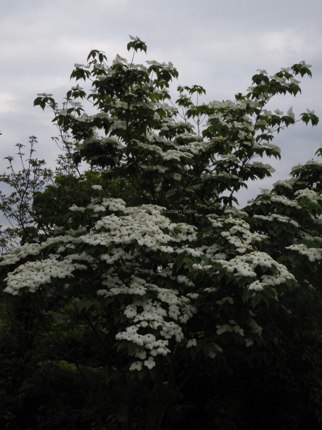 Cornus rutgersensis 'Aurora' (C. 'Rutban')