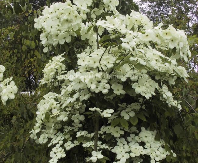 Cornus rutgersensis 'Galaxy' (C. 'Rutdan')
