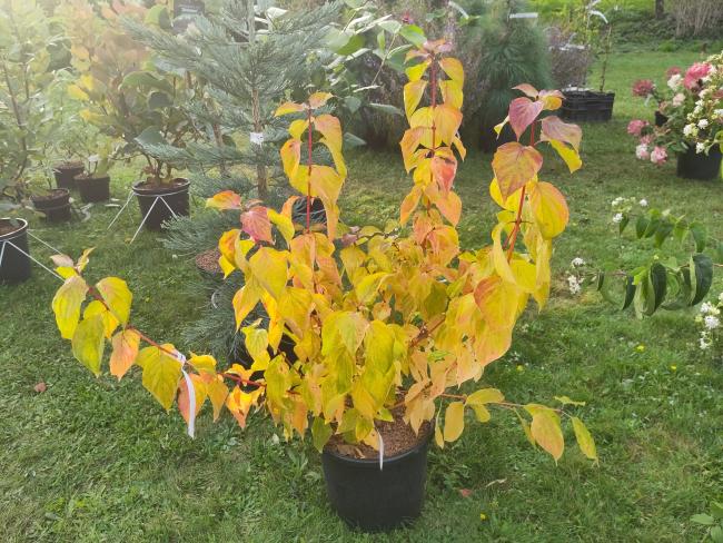 Cornus sanguinea 'Anny's Winter Orange'