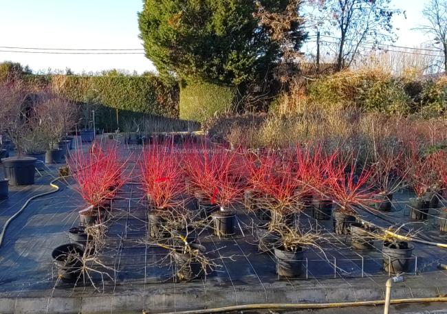Cornus sanguinea 'Anny's Winter Orange'