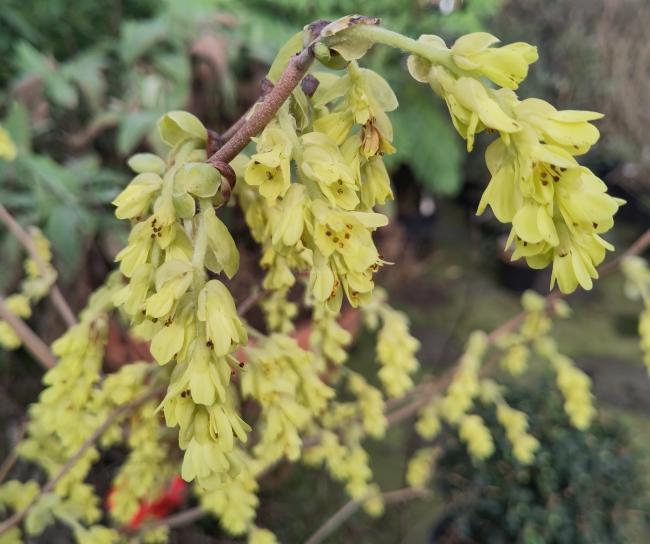 Corylopsis spicata