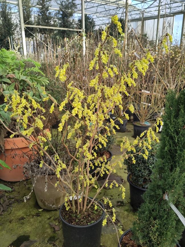 Corylopsis spicata