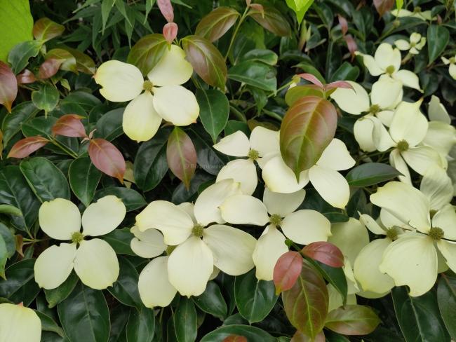 Cornus 'Summer Sky Tree'