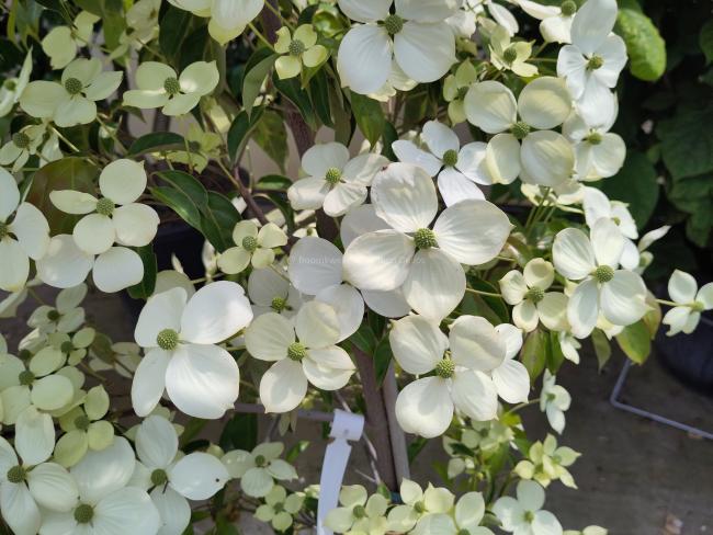 Cornus 'Summer Sky Tree'