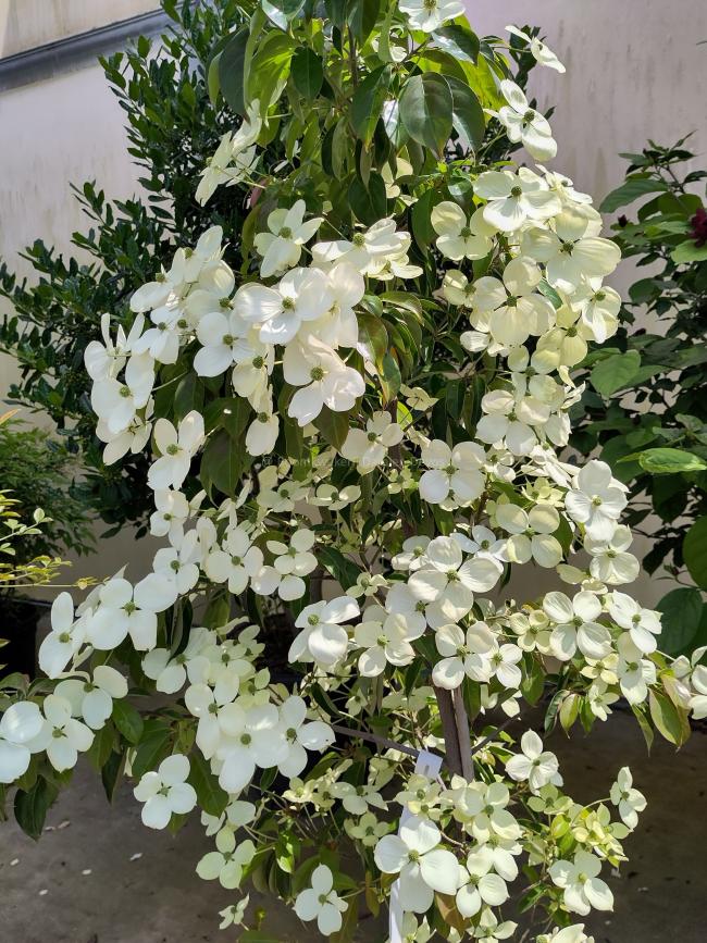 Cornus 'Summer Sky Tree'
