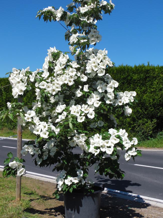 Cornus 'Venus' ( 'KN30-8' ® )