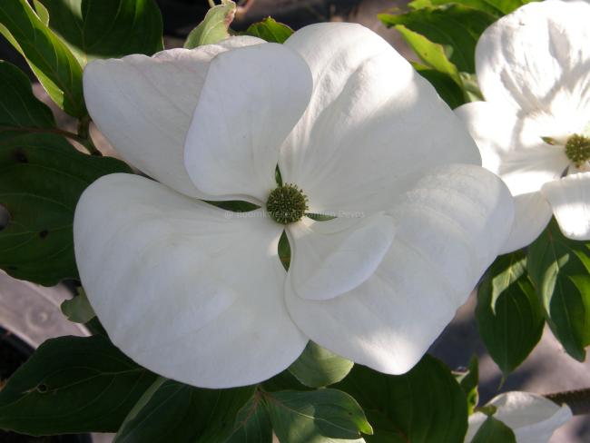 Cornus 'Venus' ( 'KN30-8' ® )