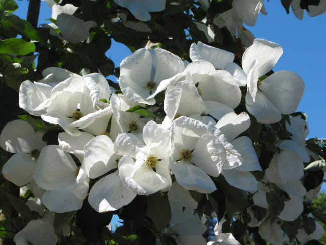 Cornus 'Venus' ( 'KN30-8' ® )