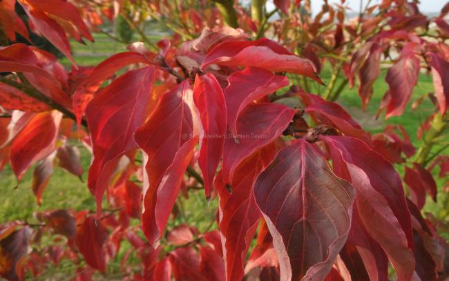 Cornus 'Venus' ( 'KN30-8' ® )